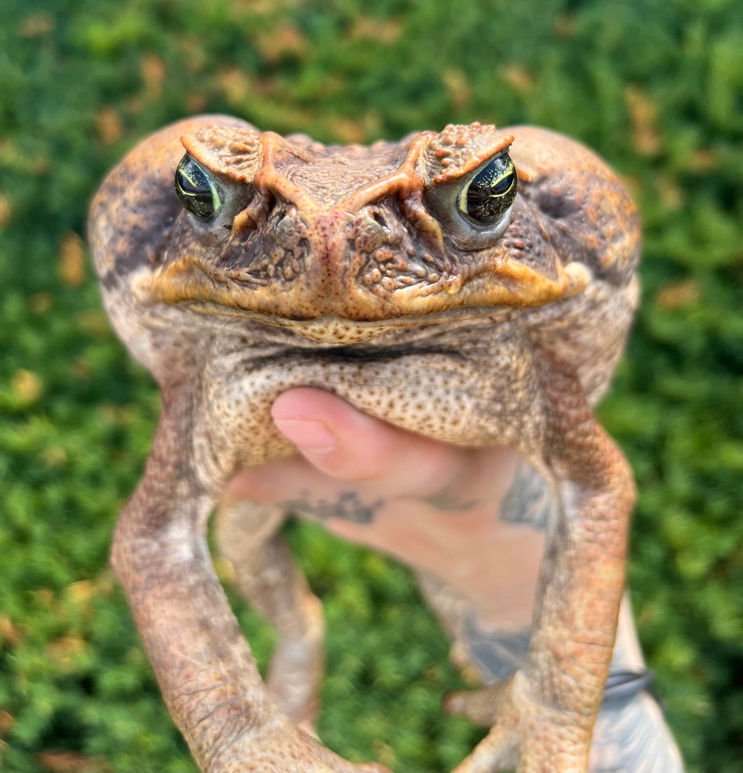 XXL Cane Toad