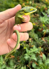 Load image into Gallery viewer, Sub-Adult Mexican Alligator Lizard (2)