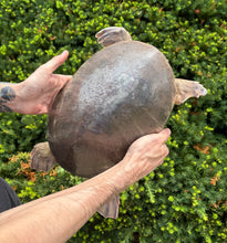 Load image into Gallery viewer, 13” Fly River Turtle (Male)