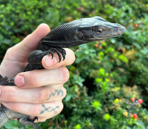 Baby Black Dragon Water Monitor