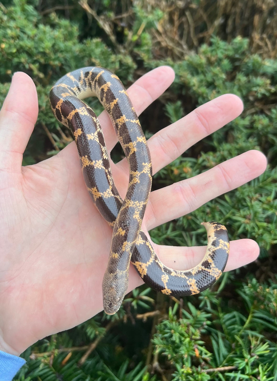 Adult Saharan Sand Boa (Female 2)