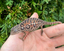 Load image into Gallery viewer, Adult Carpet Chameleon (Pair)