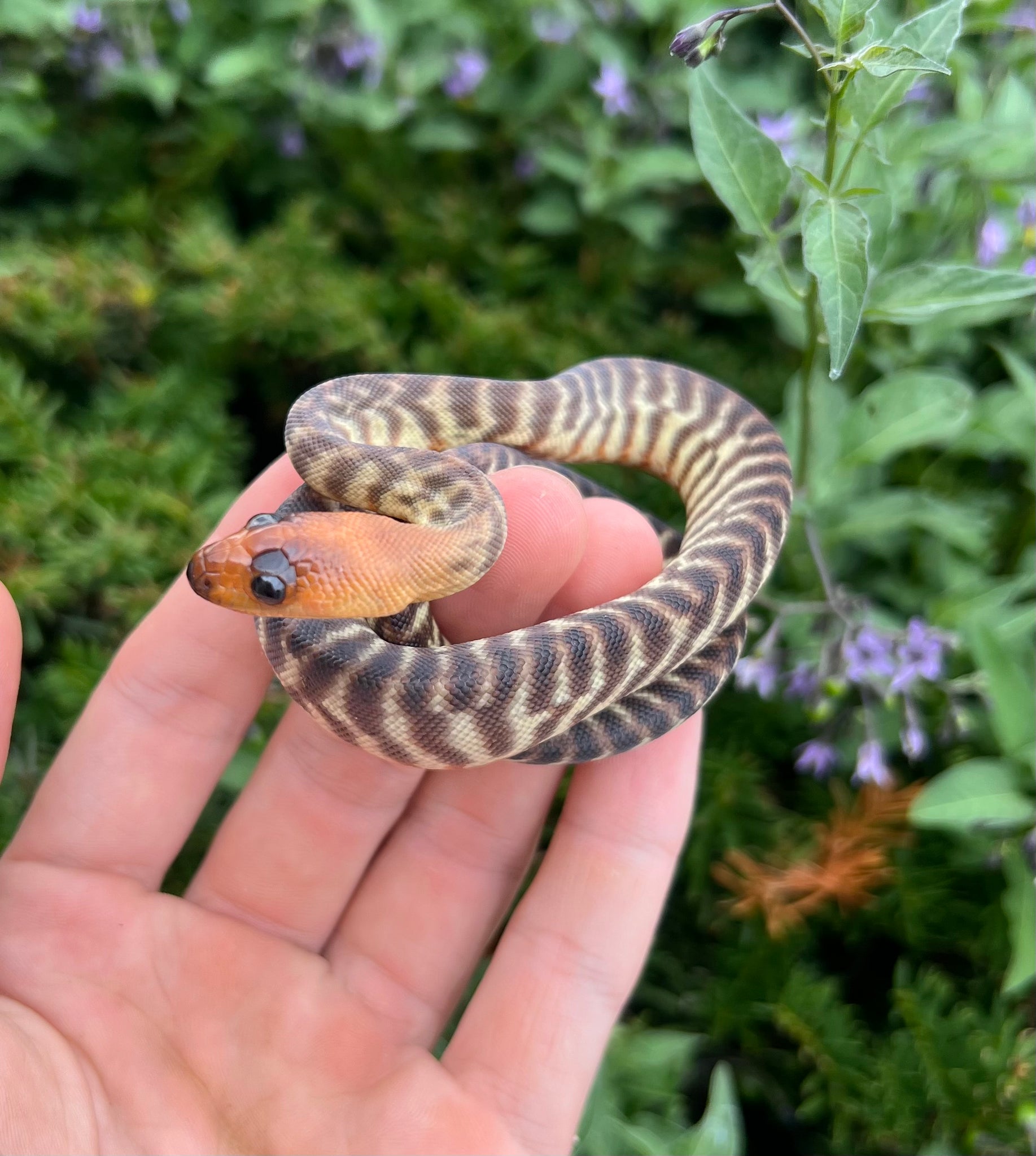 Baby Woma Python (Female 1) – Scales and Tails of Ohio