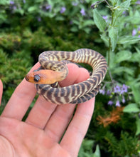 Load image into Gallery viewer, Baby Woma Python (Female 1)
