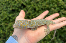 Load image into Gallery viewer, Adult Yellow Spot Tokay Gecko (Male)
