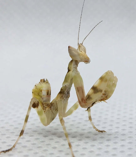 Asian Flower Mantis