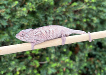 Load image into Gallery viewer, Juvenile Nosy Be Panther Chameleon (1.1 Pair)