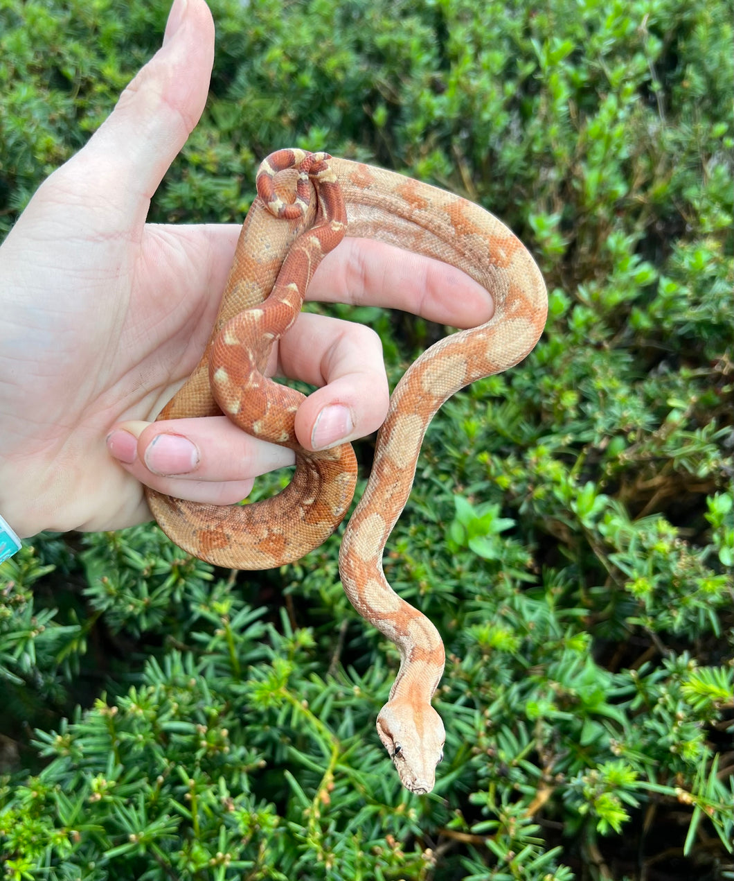 Baby T+ Sunglow Boa (Female)