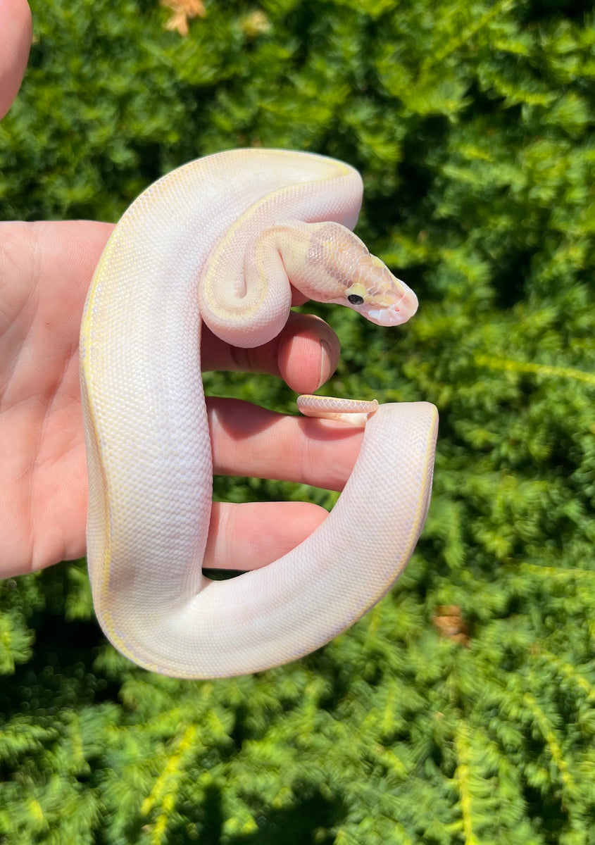 Baby Ivory Ball Python – Scales and Tails of Ohio