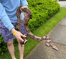 Load image into Gallery viewer, Adult Guyana Boa (imperfect Female)