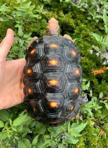 Sub-Adult Red Foot Tortoise (Female)