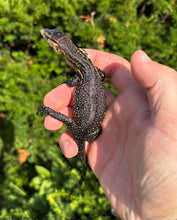 Load image into Gallery viewer, Baby Sulawesi Water Monitor (2)