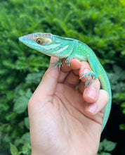 Load image into Gallery viewer, Smallwood’s Knight Anole