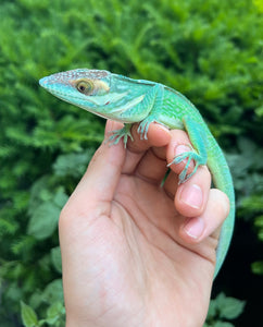 Smallwood’s Knight Anole
