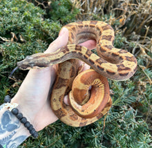 Load image into Gallery viewer, Juvenile Hypo Jungle Motley Boa Constrictor (Female)