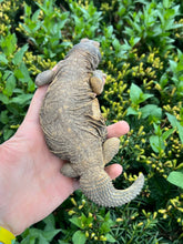 Load image into Gallery viewer, Juvenile Saudi Arabian Giant Uromastyx (imperfect)