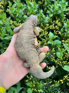 Juvenile Saudi Arabian Giant Uromastyx (imperfect)
