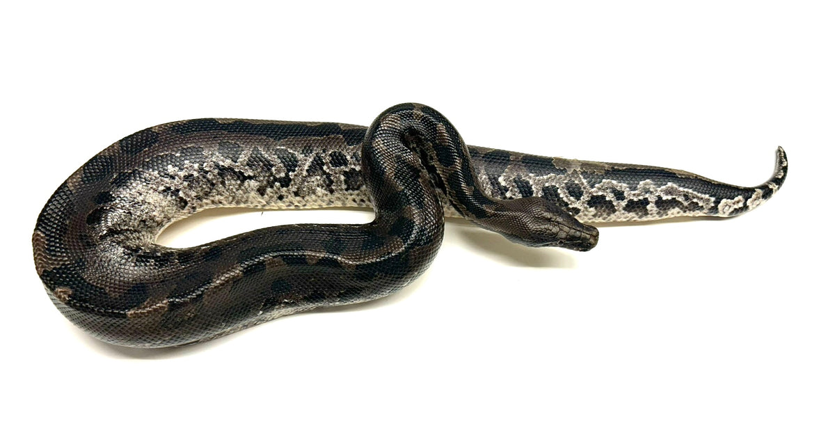 Juvenile Sumatran Short-Tailed Python (Male) – Scales and Tails of Ohio