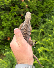 Load image into Gallery viewer, Baby Lewisi Rock Iguana (2)