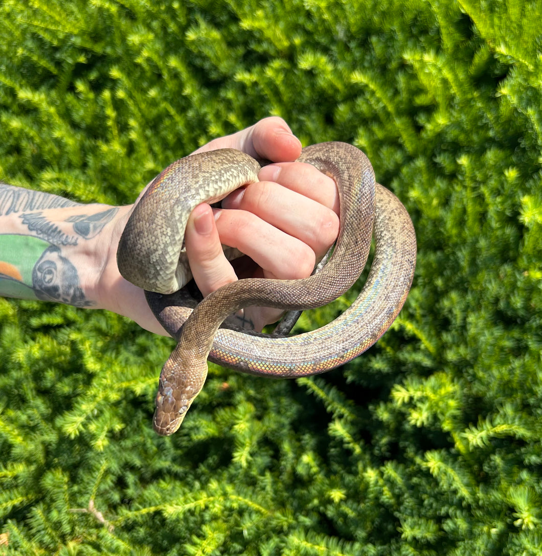 Juvenile Macklot’s Python (Female)