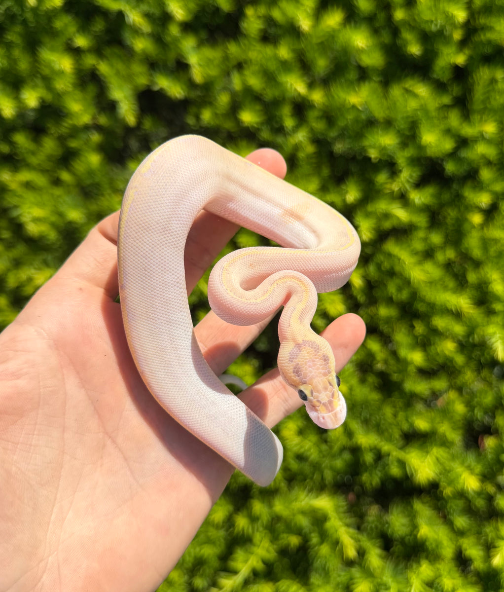 Baby Pastel Puma Ball Python – Scales and Tails of Ohio