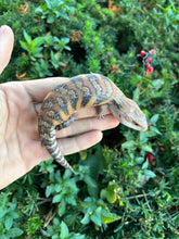 Load image into Gallery viewer, Baby Northern Blue Tongue Skink