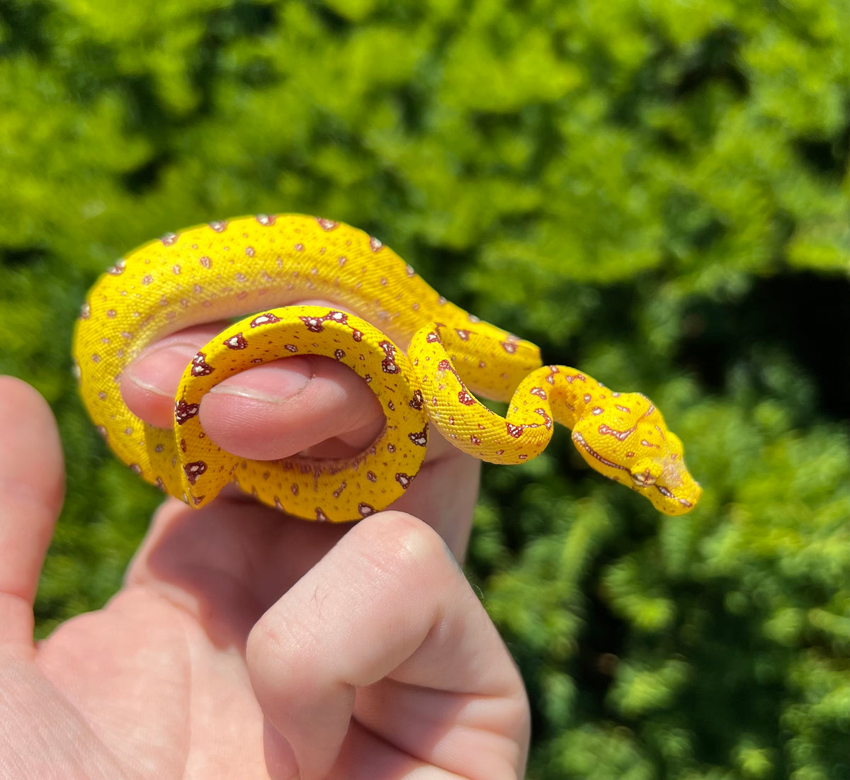 Green Tree Python Baby Baby Biak Green Tree Python (5) – Scales and Tails of Ohio