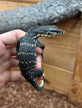 Load image into Gallery viewer, Baby Asian Water Monitor 100% het Black Dragon (1)