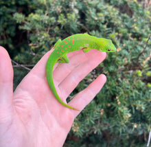 Load image into Gallery viewer, Adult Crimson Giant Day Gecko