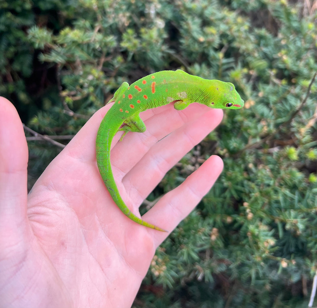 Adult Crimson Giant Day Gecko