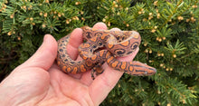 Load image into Gallery viewer, Juvenile T-Albino Brazilian Rainbow Boa (Female 1 + FREE HET)