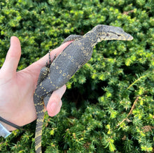 Load image into Gallery viewer, Juvenile Asian Water Monitor (14”-18”)
