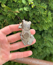 Load image into Gallery viewer, Adult Amazon Milk Frog