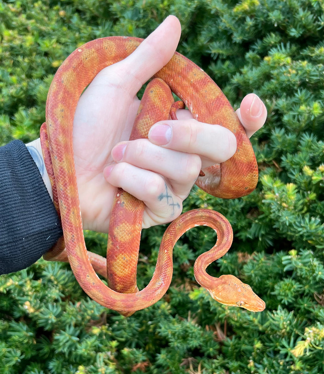 ‘Colored’ Amazon Tree Boa (Male)