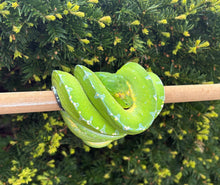Load image into Gallery viewer, Adult Sorong Green Tree Python (Male)