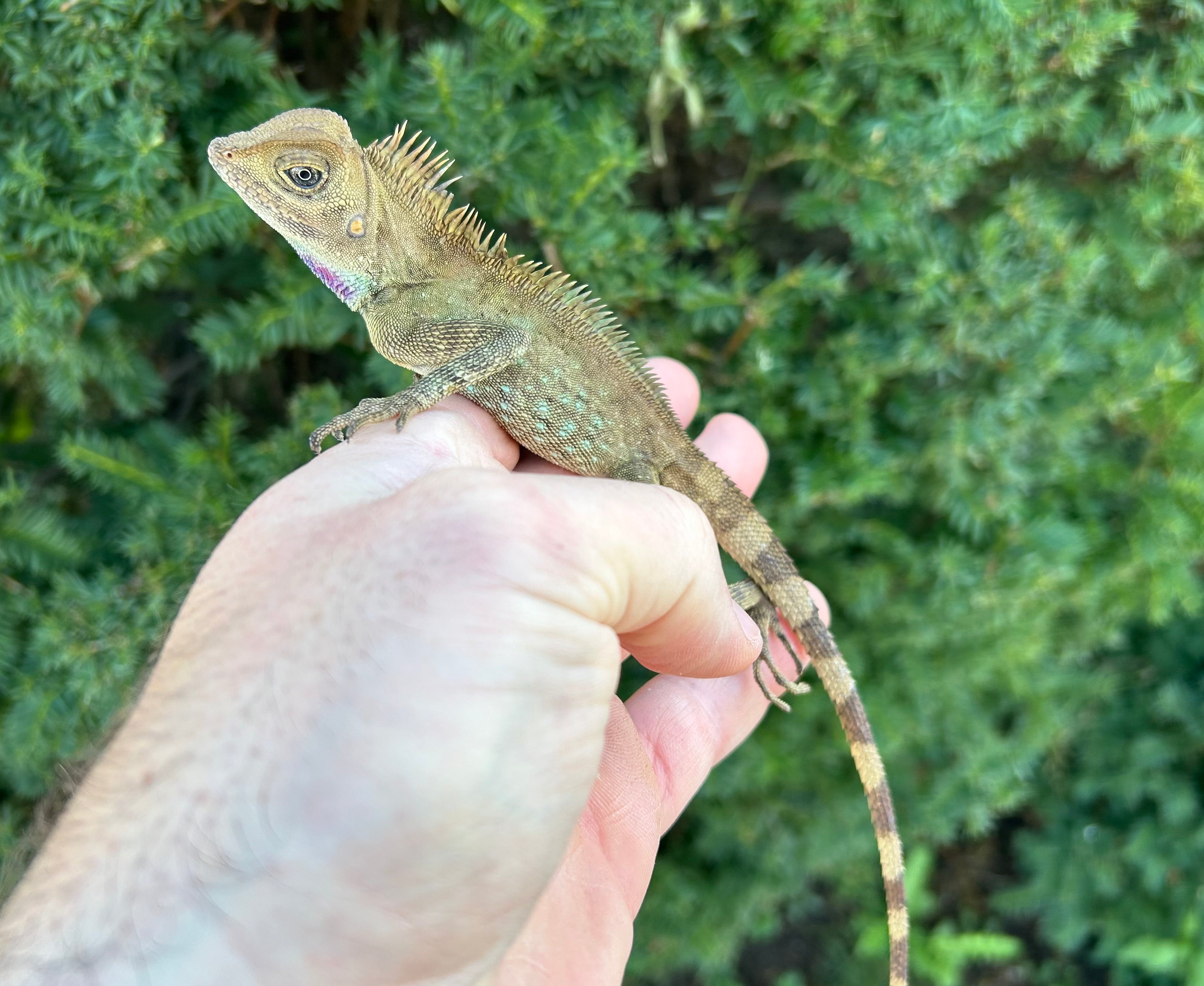 Lizard 7インチシングル Rosalyn / Cecil Bell's Angle-Head Lizard – Scales and Tails of Ohio