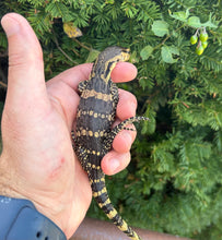 Load image into Gallery viewer, CBB Baby Asian Water Monitor (3)