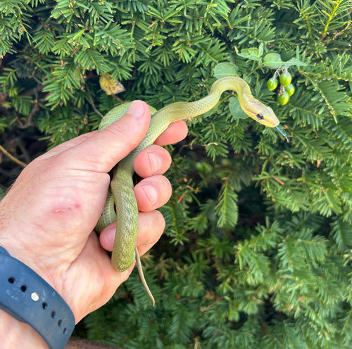 Baby Jansen’s Ratsnake (Female)