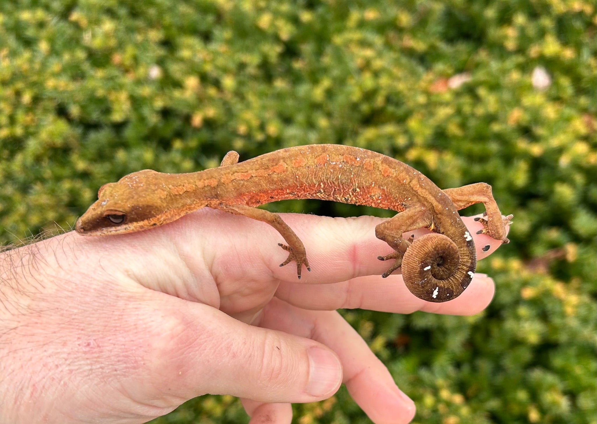 Geckos – Page 2 – Scales and Tails of Ohio