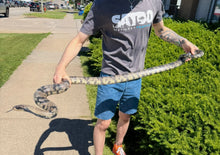 Load image into Gallery viewer, Adult False Water Cobra (Female)
