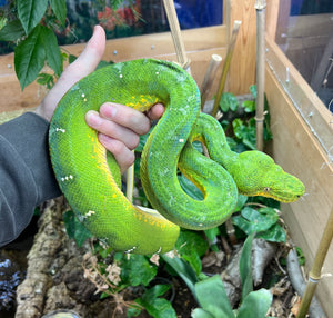 XL Adult Emerald Tree Boa (Female 2)