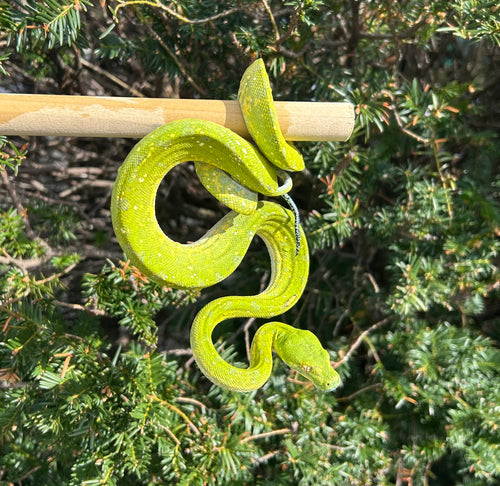 Sub-Adult Biak Green Tree Python (Male)