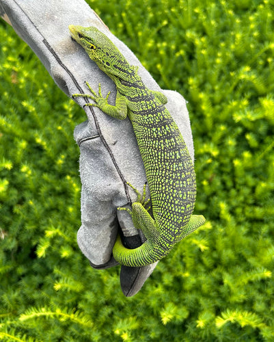 Sub-Adult Green Tree Monitor (Female 2)