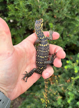 Load image into Gallery viewer, Baby Sumbawa Water Monitor (1)