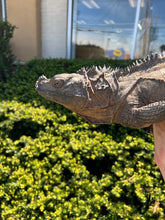 Load image into Gallery viewer, Adult Sulawesi Black Sailfin Dragon (Male)