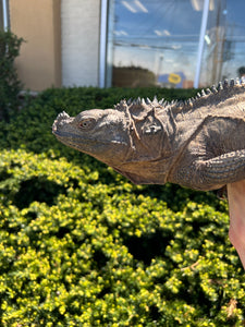 Adult Sulawesi Black Sailfin Dragon (Male)