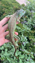 Load image into Gallery viewer, Juvenile Green Iguana
