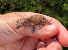 Load image into Gallery viewer, Baby Reticulated Gargoyle Gecko (2)