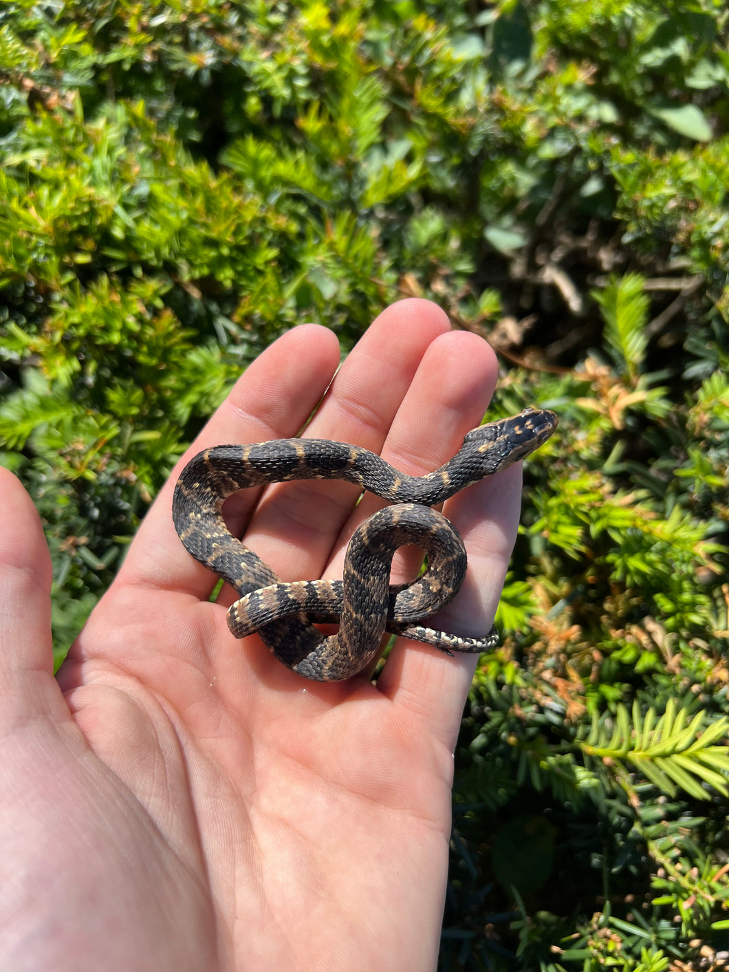 Baby Banded Water Snake (Male 1)