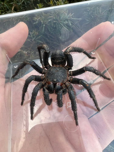 Liphistius Jurujini Trapdoor Spider